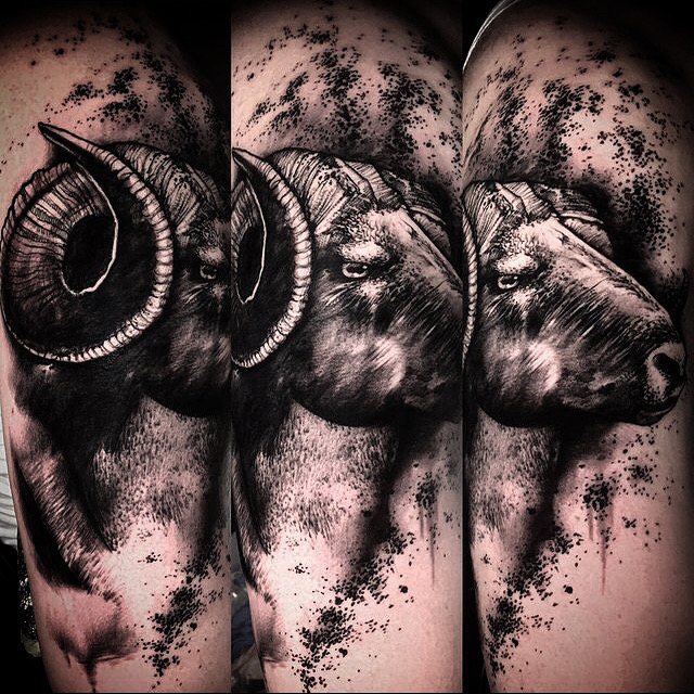 Widder Animal Tattoo mit Splash Tattoo Hintergrund Innsbruck 